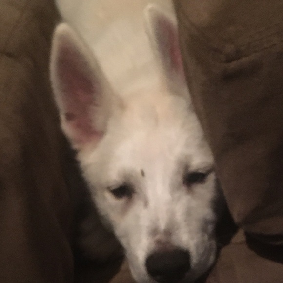 Profile Picture of Jacob Alfaro (@jacob_alfaro) on Poshmark