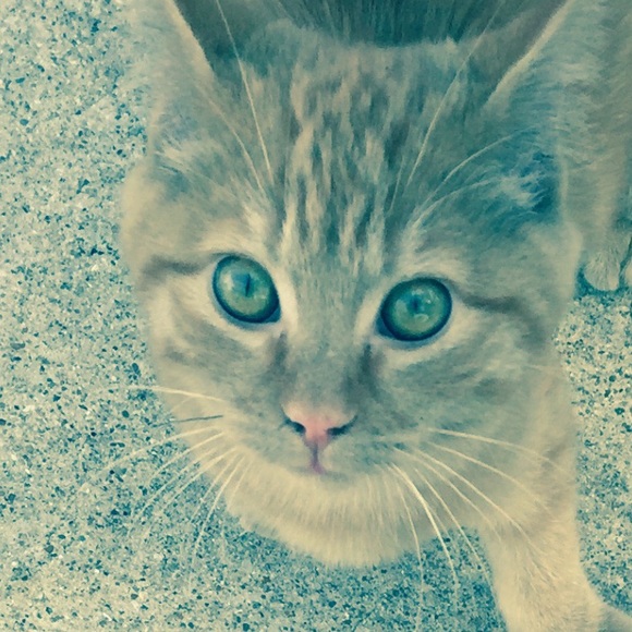 Profile Picture of Adam Owens (@adamowenz) on Poshmark