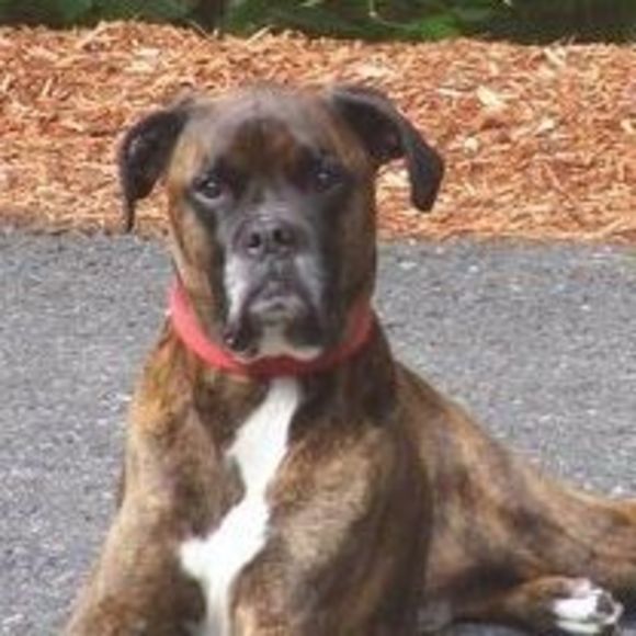 Profile Picture of Paula Luciani musgrave (@paulamaem) on Poshmark