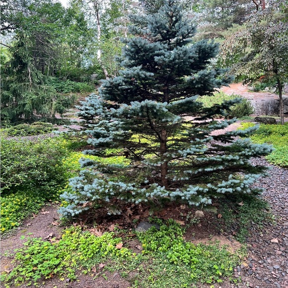 Profile Picture of Cindy Ouyang (@cynthiawen) on Poshmark