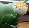 Profile Picture of Haemanthuson Wikipedia
