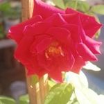 Profile Picture of Cindy Rampersad (@rampersadrodney123) on Instagram