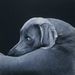 Profile Picture of Bryan-Stephanie Lindsay (@stephanielynzee) on Pinterest