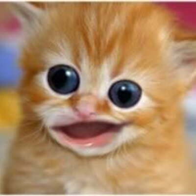 Profile Picture of Mitchell Willemsen (@MitchQuinnWill) on Twitter