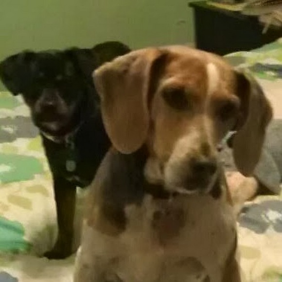 Profile Picture of Stacey Duffield (@sduffield0313) on Poshmark