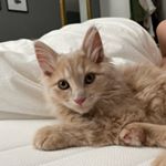 Profile Picture of Zingo Pop Poco Loco (@zingopocoloco) on Instagram