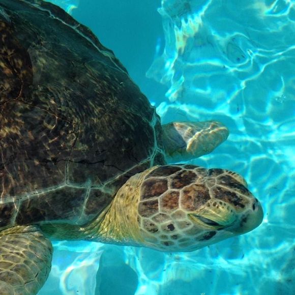 Profile Picture of Chris Maier (@marthajd) on Poshmark