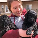Profile Picture of Robert golden doodle (@kingslyttt) on Instagram
