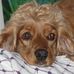 Profile Picture of Sam Gammon (@sam.gammon.397) on Facebook