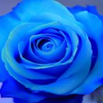 Profile Picture of Janet Di Bartolo (@dibartolojanet) on Instagram