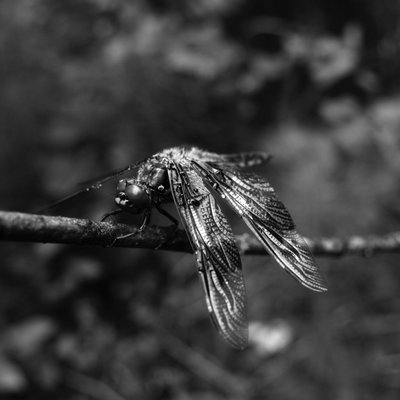 Profile Picture of Joseph Uccello (@ViatoriumPress) on Twitter