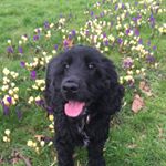 Profile Picture of 💕Winnie💕Cocker Spaniel💕 (@_winnie_woo_) on Instagram