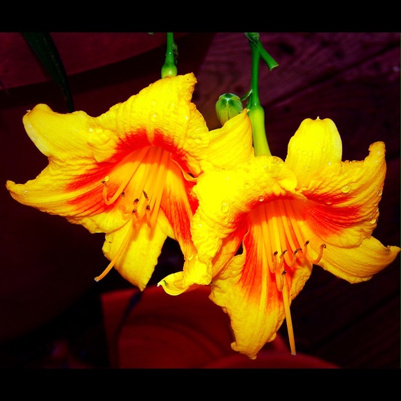 Profile Picture of Thomas Fonseca (@resaler101) on Poshmark