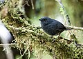 Profile Picture of Tschudi's tapaculoon Wikipedia