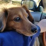 Profile Picture of tony wilcox (@ashleys1dad) on Instagram