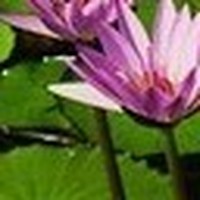 Profile Picture of Mark Wain (@mark-wain-8) on Quora