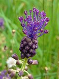 Profile Picture of Leopoldia comosa - Wikipediaon Wikipedia