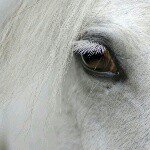 Profile Picture of Kiersten lee (@cowgirlkiersten) on Instagram