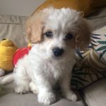 Profile Picture of Ralph (@ralph_thecavachon) on Instagram