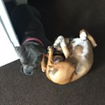 Profile Picture of Thomas Kaliszewski (@thomas_and_charlotte_dogs_team) on Instagram