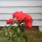 Profile Picture of Rebecca blocker (@marla5576) on Instagram