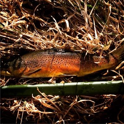 Profile Picture of Dave Iadarola (@ciadarol) on Twitter