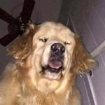 Profile Picture of Justin Cleland (@clelandjustin) on Instagram