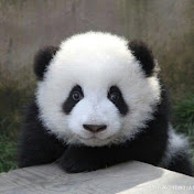 Profile Picture of Andrew Tom (@andrewtom7777) on Youtube