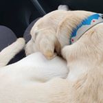 Profile Picture of *german accent 