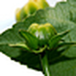 Profile Picture of Jain  K  John (@jainkjohn) on Flickr