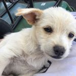Profile Picture of Bart Foster (@goyardcash) on Instagram