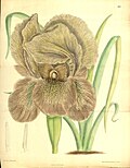 Profile Picture of Iris gatesiion Wikipedia