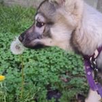 Profile Picture of flora_and_fauna_by_freya (@flora_and_fauna_by_freya) on Instagram