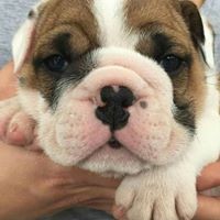 Profile Picture of Kelly Applegate (@kelly-applegate-1) on Quora