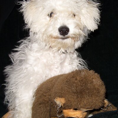Profile Picture of Mick Duffy (@LittleRalphDog) on Twitter