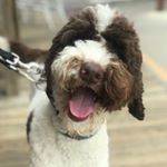 Profile Picture of Myrtle Lee the Goldendoodle (@myrtleleethegoldendoodle) on Instagram