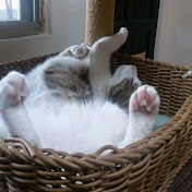 Xuan Cheng - Youtube Profile Picture of Xuan Cheng (@xuancheng2564) on Youtube