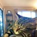 Profile Picture of Gail Rice (@gail.vanderwalt.3) on Facebook