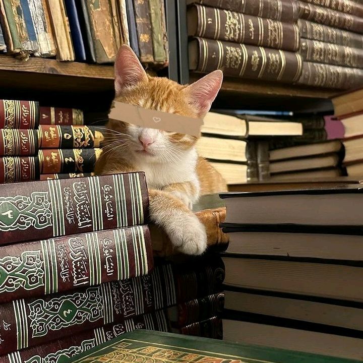 Profile Picture of Walaa Mahmoud (@walaa_mahmoud_nor1) on Tiktok