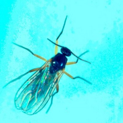 Profile Picture of JohnInnesEntomology (@JICEntomology) on Twitter