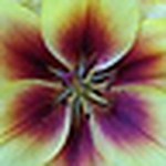 Camila Torres Gonzalez - Flickr Profile Picture of Camila Torres Gonzalez (@Galeria de Cmignacia <3) on Flickr