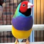 Profile Picture of Lady Gouldian Finches (@ladygouldianfinches) on Instagram