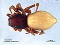 Profile Picture of Asadipuson Wikipedia