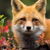 Profile Picture of Ruby Fox (@ruby-fox-26) on Quora