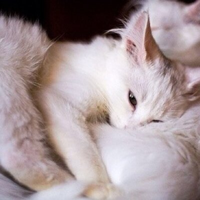 Profile Picture of Amanda Daisy Katy (@BambooXu) on Twitter