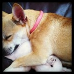 Profile Picture of Joseph Harrell (@toggeanet) on Instagram