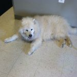 Profile Picture of Danielle Rentschler (@rarity1123) on Instagram