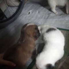 Profile Picture of Allison Pear (@allison.pear) on Tiktok