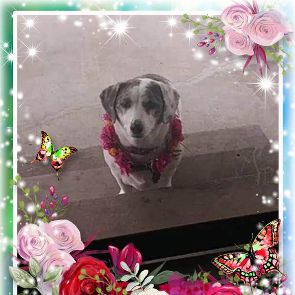 Profile Picture of Barbara Pitcher (@y3625) on Poshmark