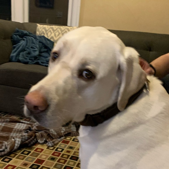 Profile Picture of Doreen Beuchert (@dbykert) on Poshmark